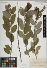Foto von Salix myrsinifolia Salisb.
